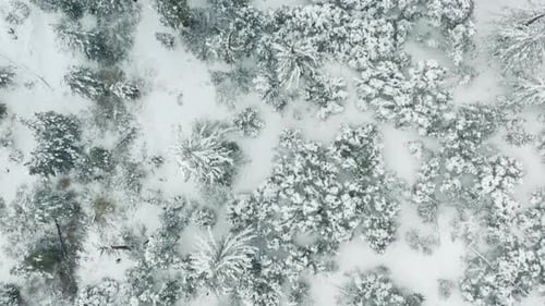 Birdeye Aerial View of Cinematic Winter Forest Covered with White Fresh Snow