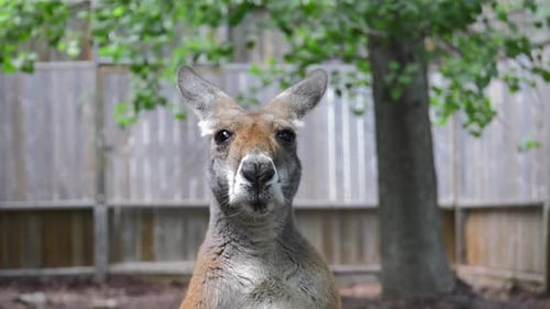 Känguru ist vorsichtig mit Kamera Zeitlupe niedlich 4k