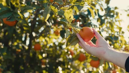 Hand Reaching for Ripe Orange in Orchard