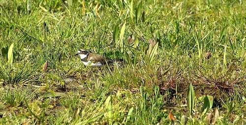 Little Ringed Plover (Charadrius Dubius) 1
