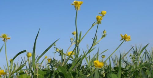 Yellow Wildflowers and Grass Swaying in Breeze