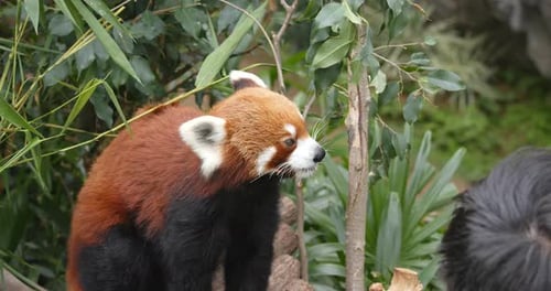 Roter Panda isst Bambusbaum im Zoo