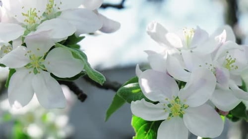Flores de cerejeira, beleza da primavera, flores naturais, pétalas