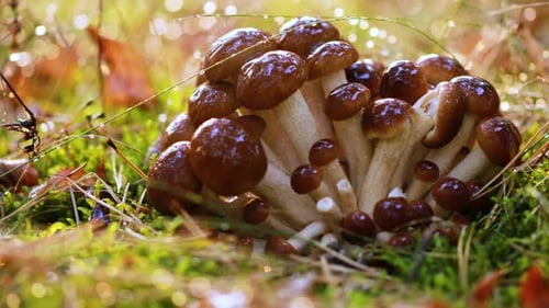 Armillaria Mushrooms of Honey Agaric In a Sunny Forest in the Rain
