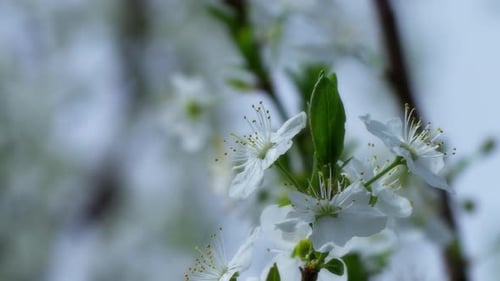 Macro Flowers 12