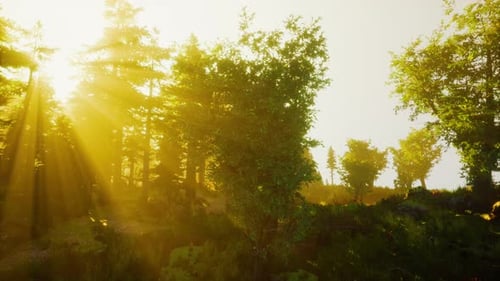 Paysage de forêt d'automne sombre magique avec des rayons de lumière chaude