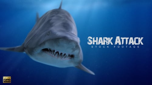 Aggressive 3D Animated Shark Attack
