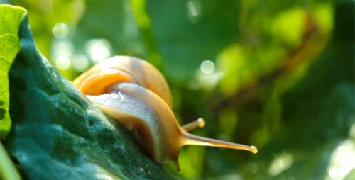 Snail