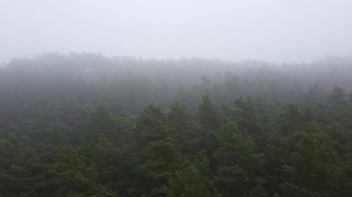 Forest Strong Fog Aerial Drone View