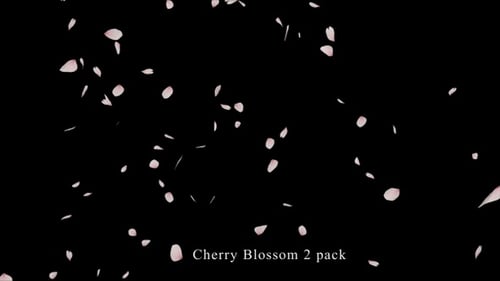 Kirschblüte 2 Pack