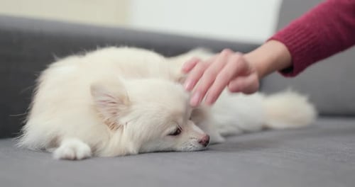 Dog Receives Affectionate Petting on Gray Couch
