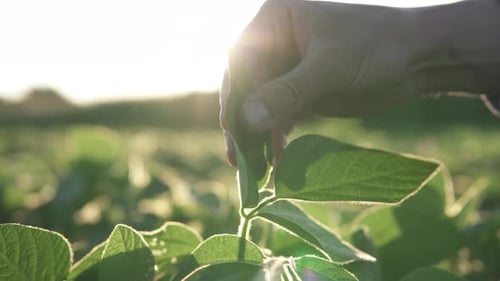Hand Inspecting Young Green Plant in a Field