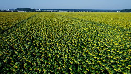 Survoler des champs de tournesols