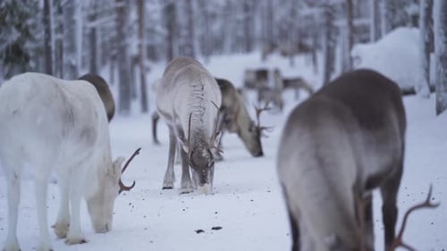 Herd of reindeer eating food from a frozen ground in a snowy forest in Lapland Finland.
