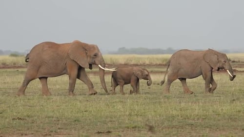 Elephant Family Walking Across Grassy Plain