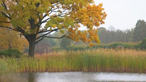Otoño y estanque
