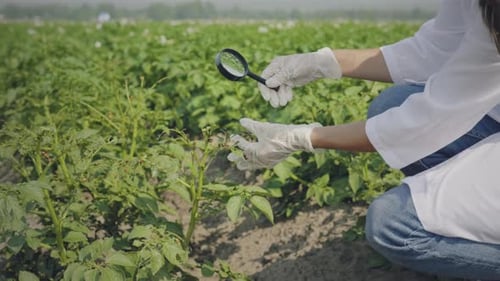 Scientist Inspects Crops with Magnifying Glass in Field