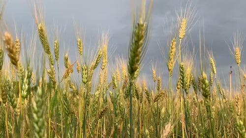 Spikelets of Wheat on a Large Field in Cloudy Summer Day.