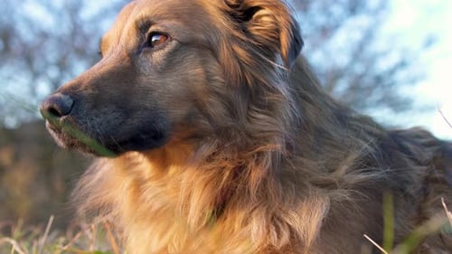 Porträt von Guilty Feeling Dog Rest auf Graswiese bei Tageslicht am Abend