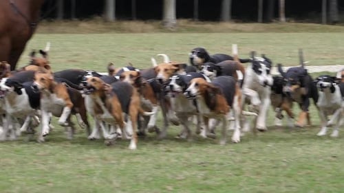 Energetic Foxhounds Running Together in a Rural Field
