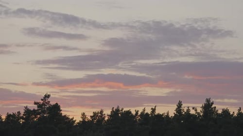Forest in the Evening at Sunset