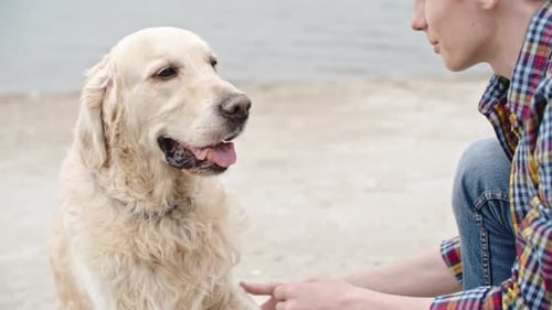Blond Dog and Young Adult Enjoying Beach Time