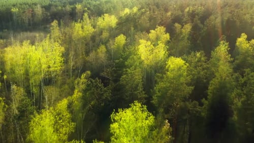 Forest Morning Sun Rays Light Jungle Green Grass Nature Wood Outdoor