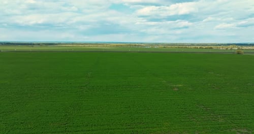 Green Farmland with Growing Agricultural Crops View From Drone on Large Fields Prores