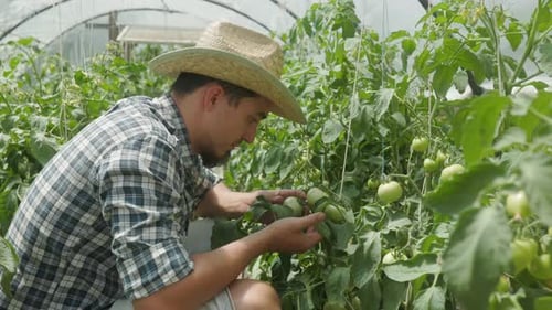Young Adult Examines Tomatoes in Greenhouse