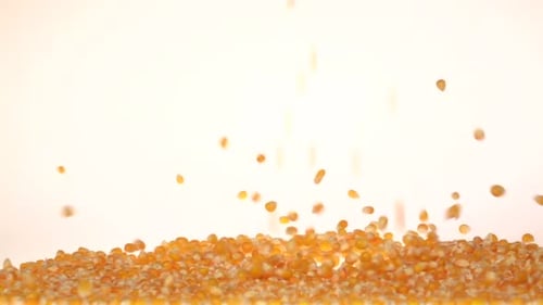 Corn Fall and Form a Pile. Slow Motion. White. Close Up