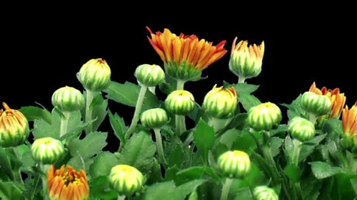 Chrysanthemum Flowers Blooming in Time Lapse