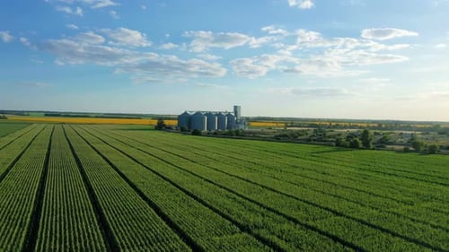 Modern Grain Silos At The Field Of Blooming Sunflowers