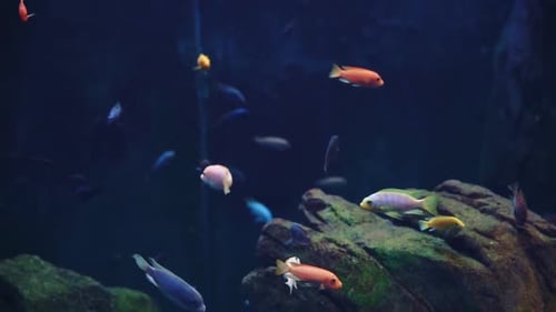 Sea Fishes in the Deep Aquarium Sea Life