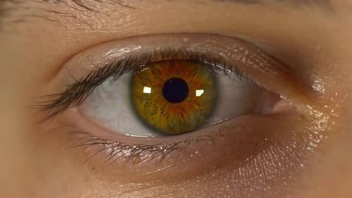Intense Close Up of a Detailed Human Eye