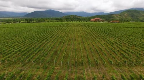Fantastic aerial view of huge vineyard and mountains, viniculture and farming