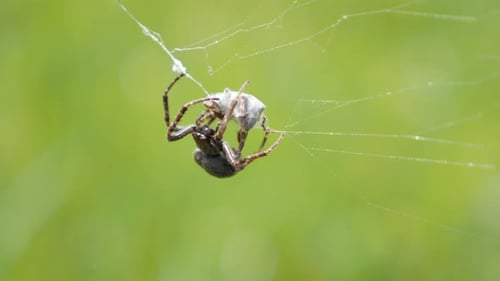 Entraped pray insect being rolled in silky web by spider 4K 2160p 30fps UltraHD footage - Close-up o