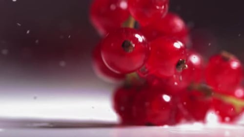 Closeup View of Falling Red Currant Berries on White Plate