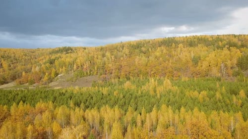 Autumn Woods Nature