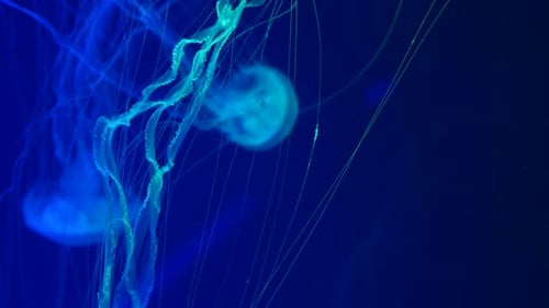 Glowing Jellyfish Dancing in the Deep Sea