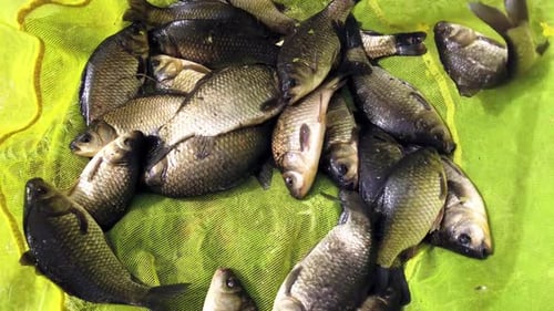 Crucian Fish Caught By a Fisherman and is in a Fishing Cage