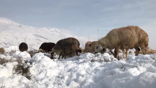 Sheep Grazing in Snowy Winter Mountain Landscape