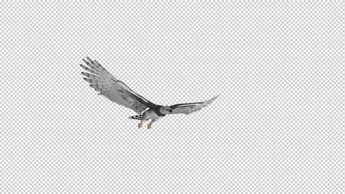 Harpy Eagle - Boucle volante - Angle latéral