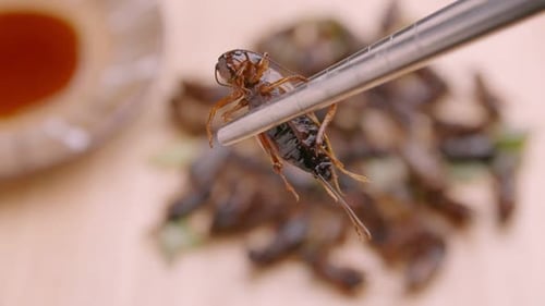 Grillons frits sur plaque en bois. Les insectes sont des aliments riches en protéines.