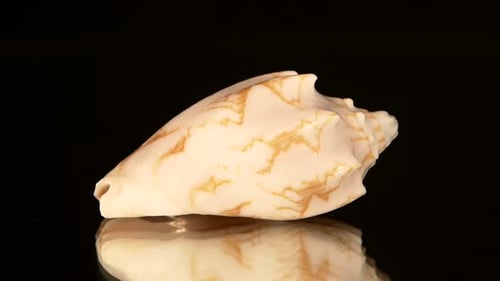 Marine Sea Shell Isolated on Black, Rotation, Reflection