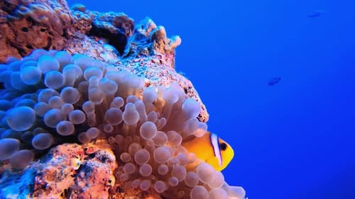 Clownfish Hiding Amongst Colorful Coral Reef in Ocean