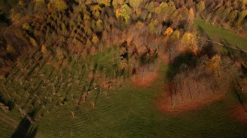 Flight over the autumn park. Trees with yellow autumn leaves are visible. Aerial photography.