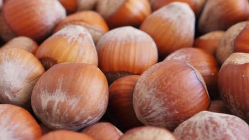 Close Up Panning Shot of Hazelnuts in Shell