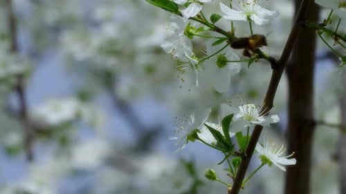 Bee Pollinating White Blossoms in the Spring