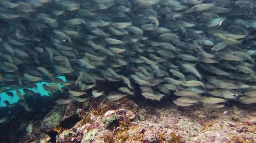 Shoal of Sardines in the Sea