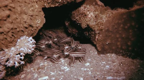 Underwater Tropical Schooling Catfish